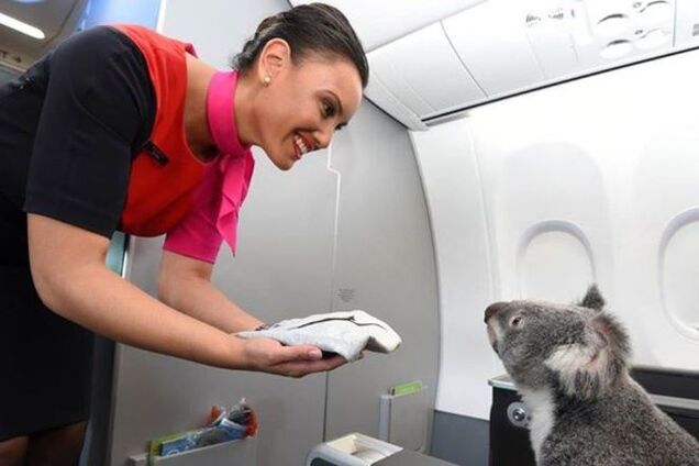 В Сети появились забавные фото полета коалы в самолете