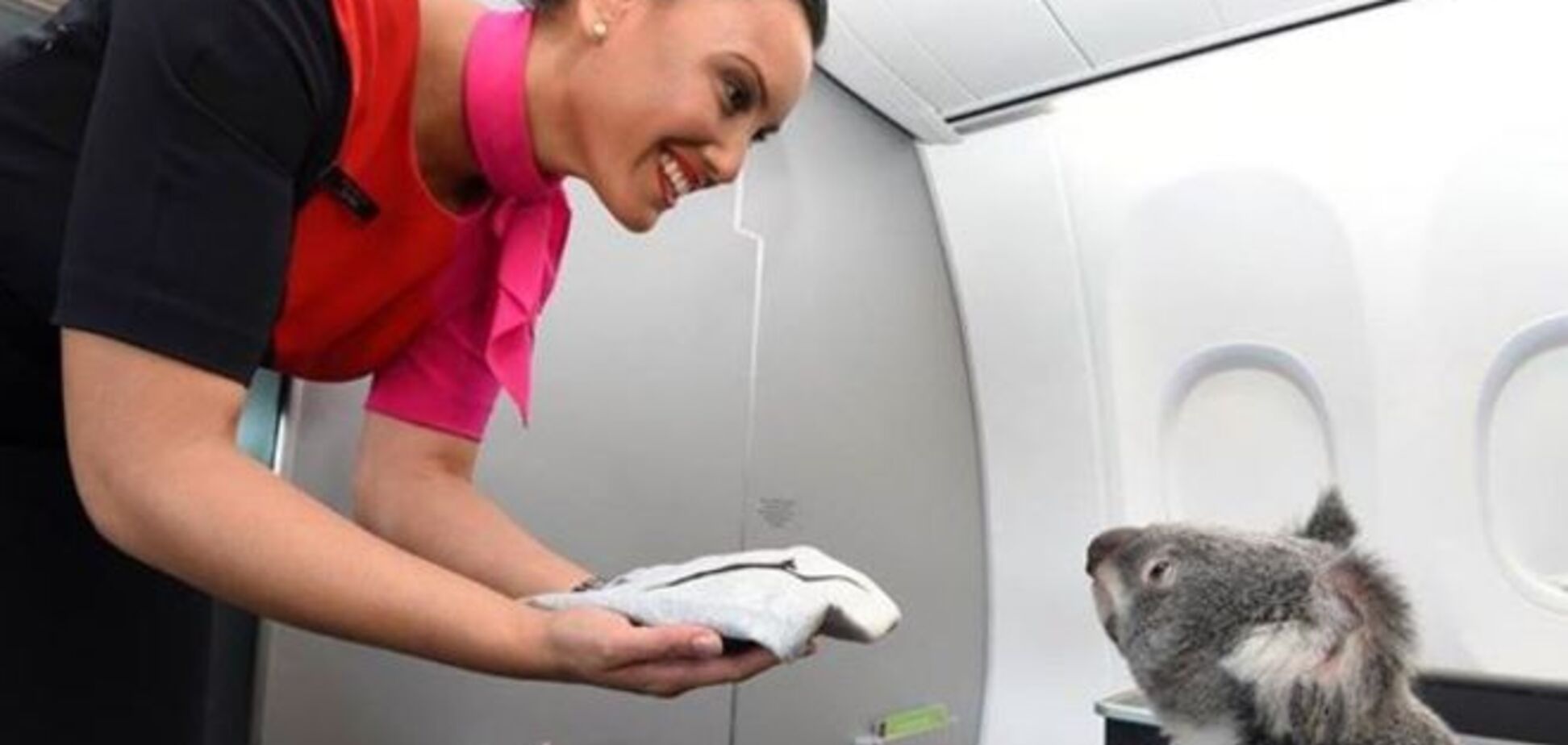 В Сети появились забавные фото полета коалы в самолете 