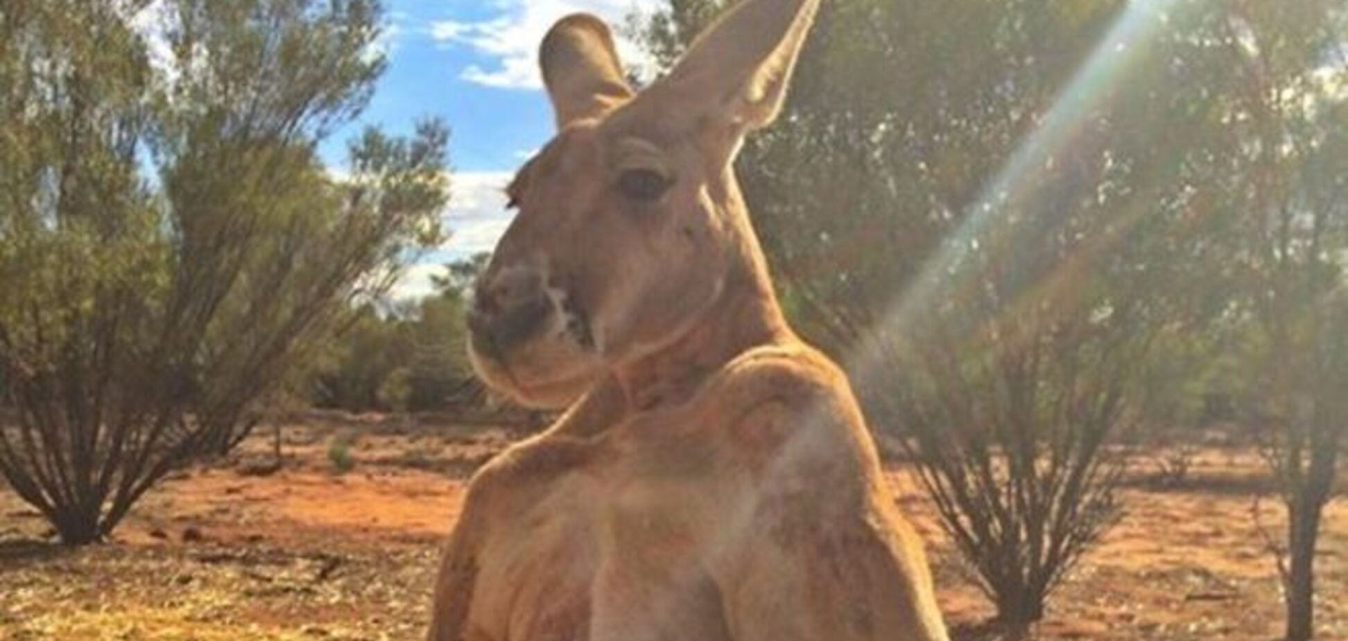 Плюшевый заяц заменил кенгуру-сироте мать: 'мимимишность' фото зашкаливает