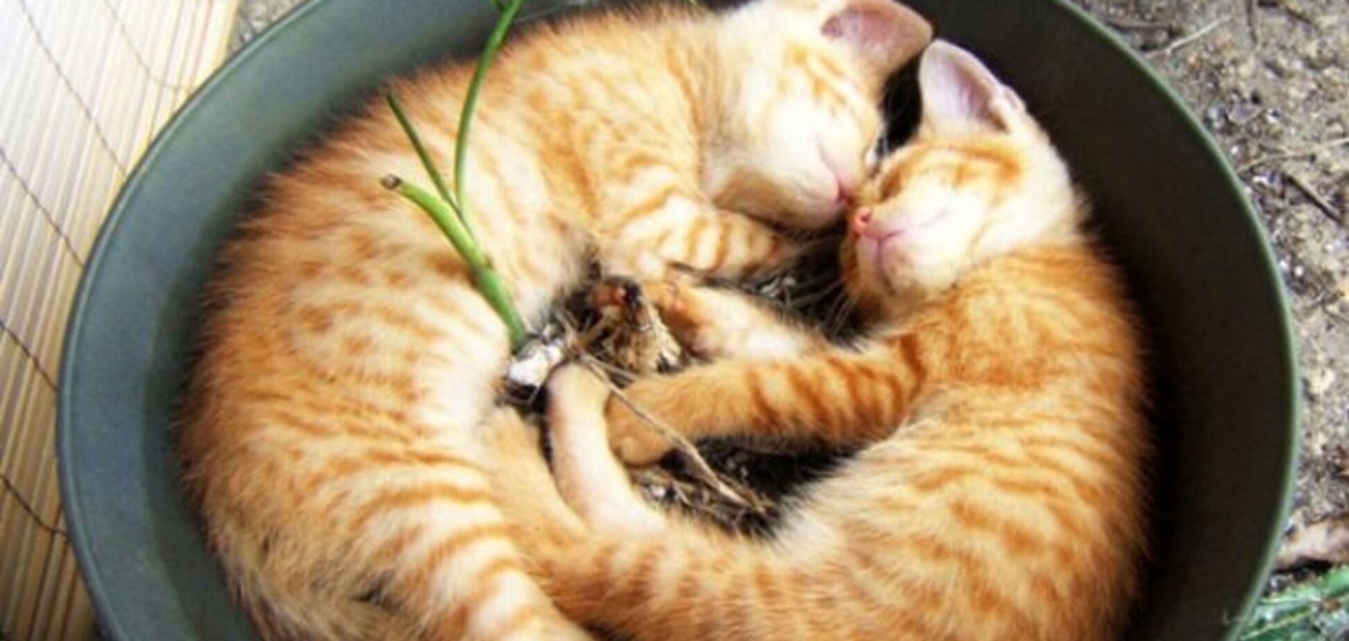 18 доказательств того, что коты - это растения