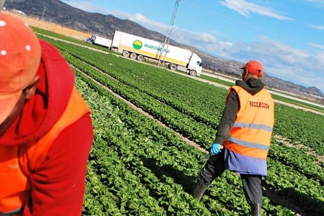 Мигранты в 'рабских' условиях собирают овощи для супермаркетов Европы. Фотофакт
