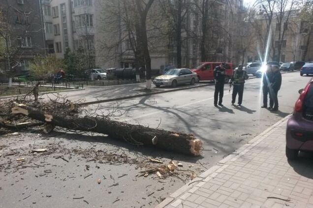 В Киеве ветер свалил на дорогу дерево: фотофакт