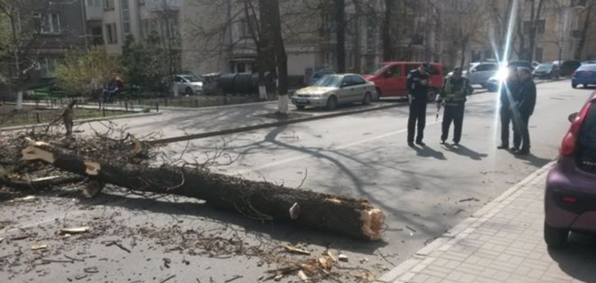 В Киеве ветер свалил на дорогу дерево: фотофакт