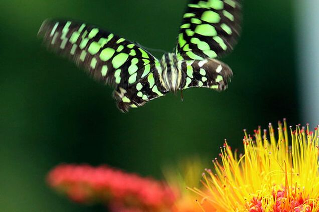 Радости весны: фото самых красивых бабочек