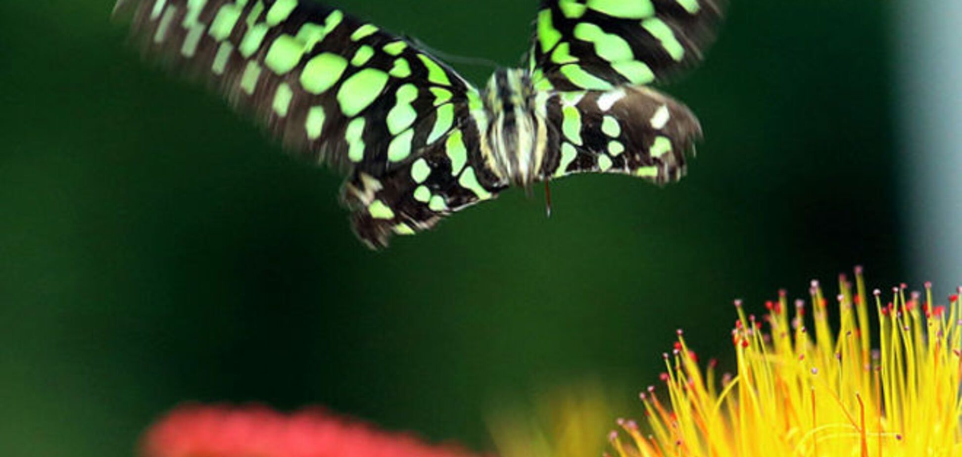 Радости весны: фото самых красивых бабочек