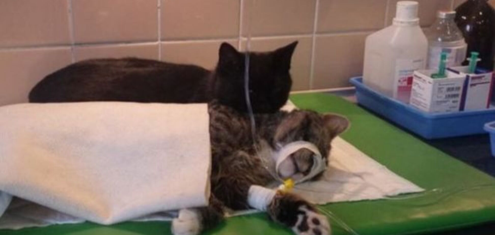 В приюте для животных работает удивительный кот-медбрат