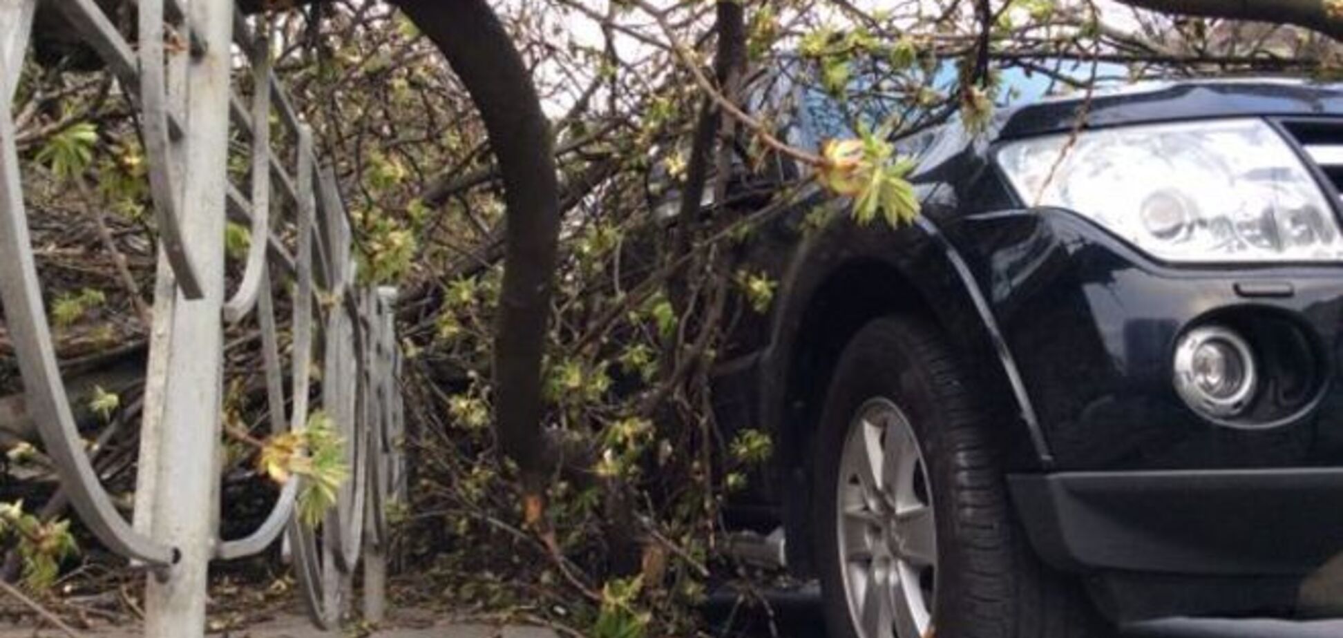 У Києві дерева, що впали на дорогу, пошкодили автомобілі. Фотофакт