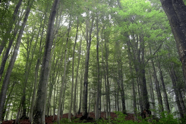 Чарующие буковые леса в Карпатах, которые охраняются ЮНЕСКО