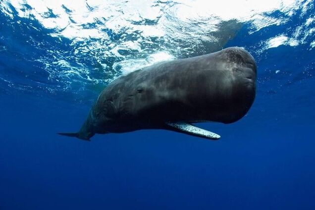 Неожиданное свидание кашалота с подводной лодкой удивило ученых: видео