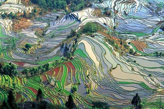 Картина маслом: нереальные фотографии рисовых полей-'витражей' с высоты птичьего полета