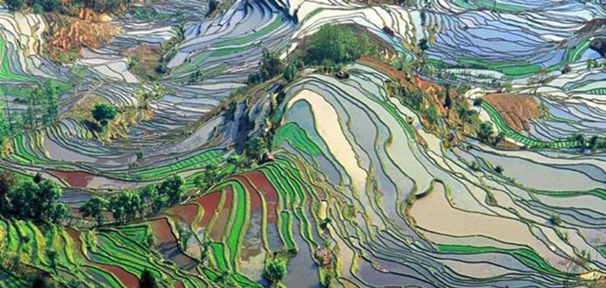 Картина маслом: нереальные фотографии рисовых полей-'витражей' с высоты птичьего полета