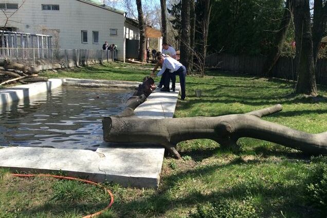 Кличко покормил в зоопарке бегемота: видеофакт
