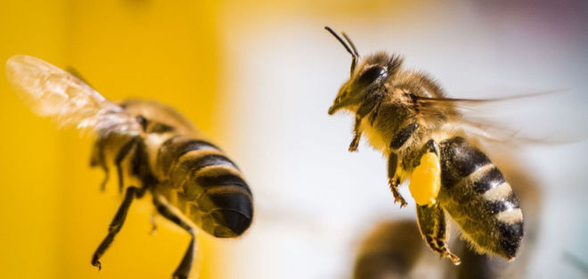Трагедия Ющенко: миллион невинных пчел погибли в ДТП во Франции