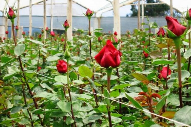 Как избежать ошибок при выращивании роз?