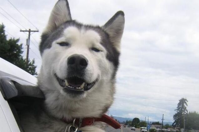 15 счастливых собак, полностью довольных своей жизнью