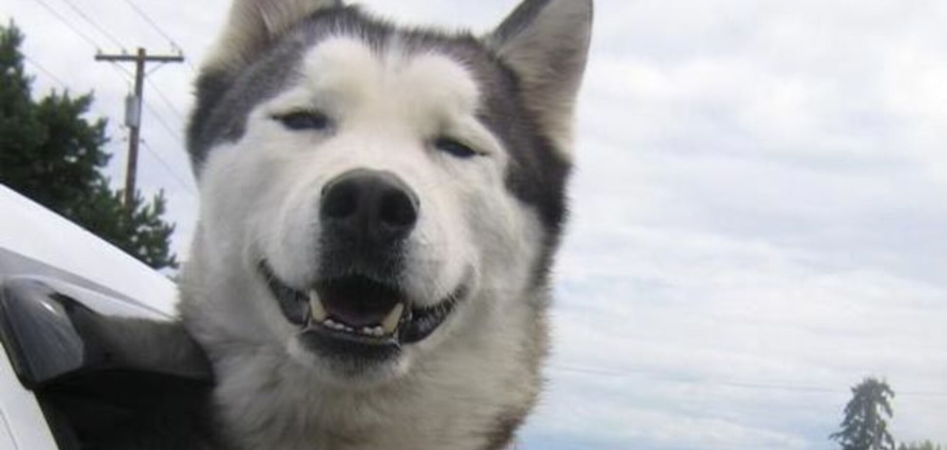 15 счастливых собак, полностью довольных своей жизнью