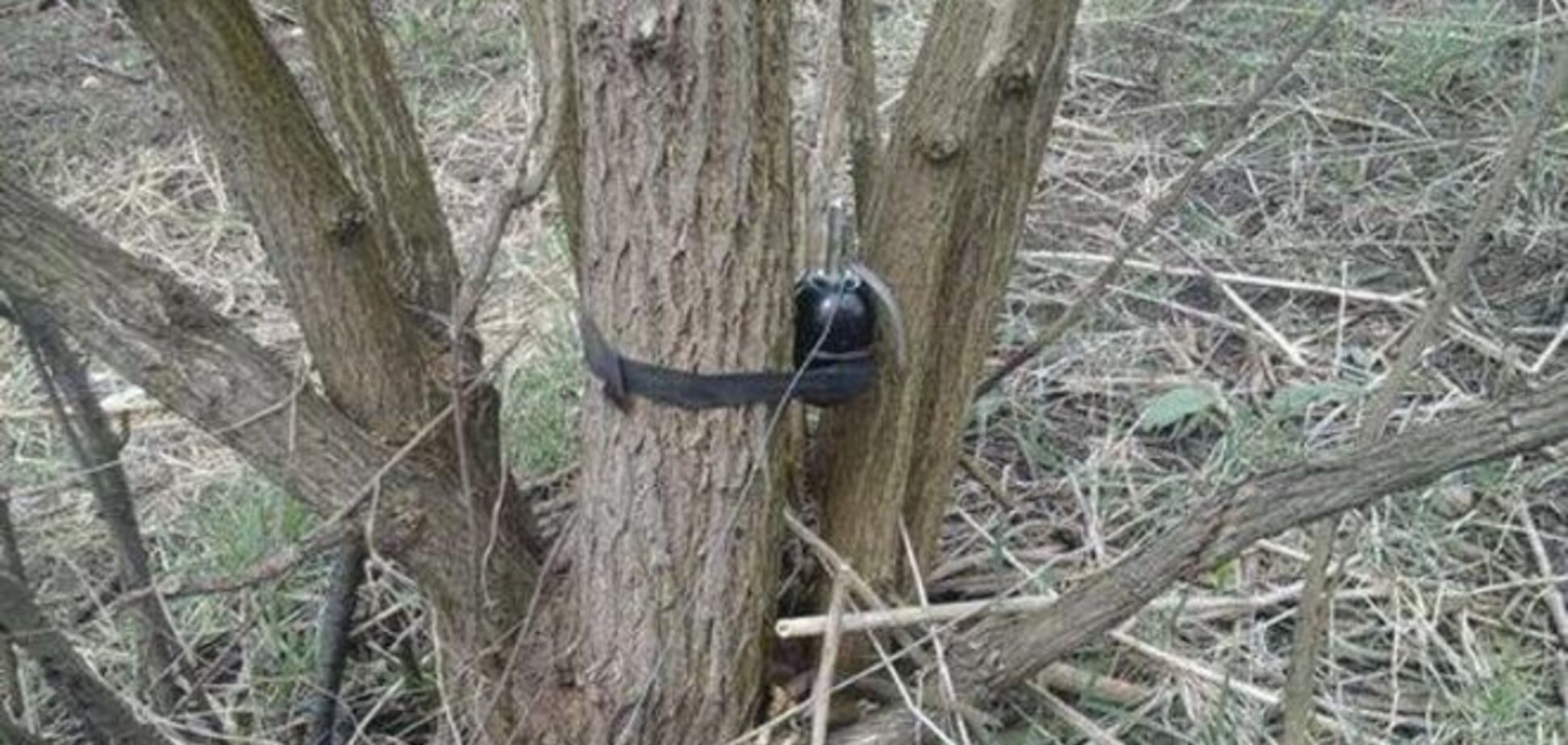 В парках Донецка к праздникам на деревьях развесили мины: фотофакт