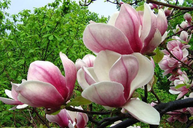 Отдых на природе: ТОП лучших парков Киева и области