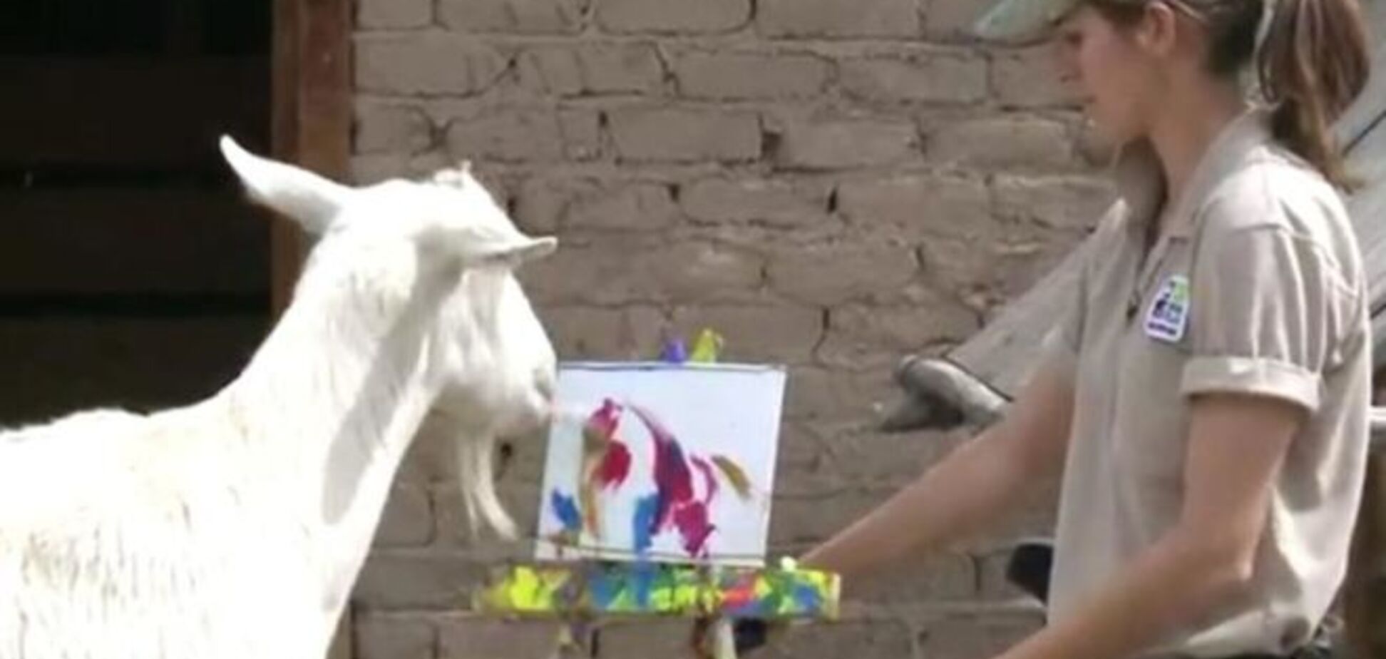 $40 за штуку: американского козла научили рисовать картины. Видеофакт