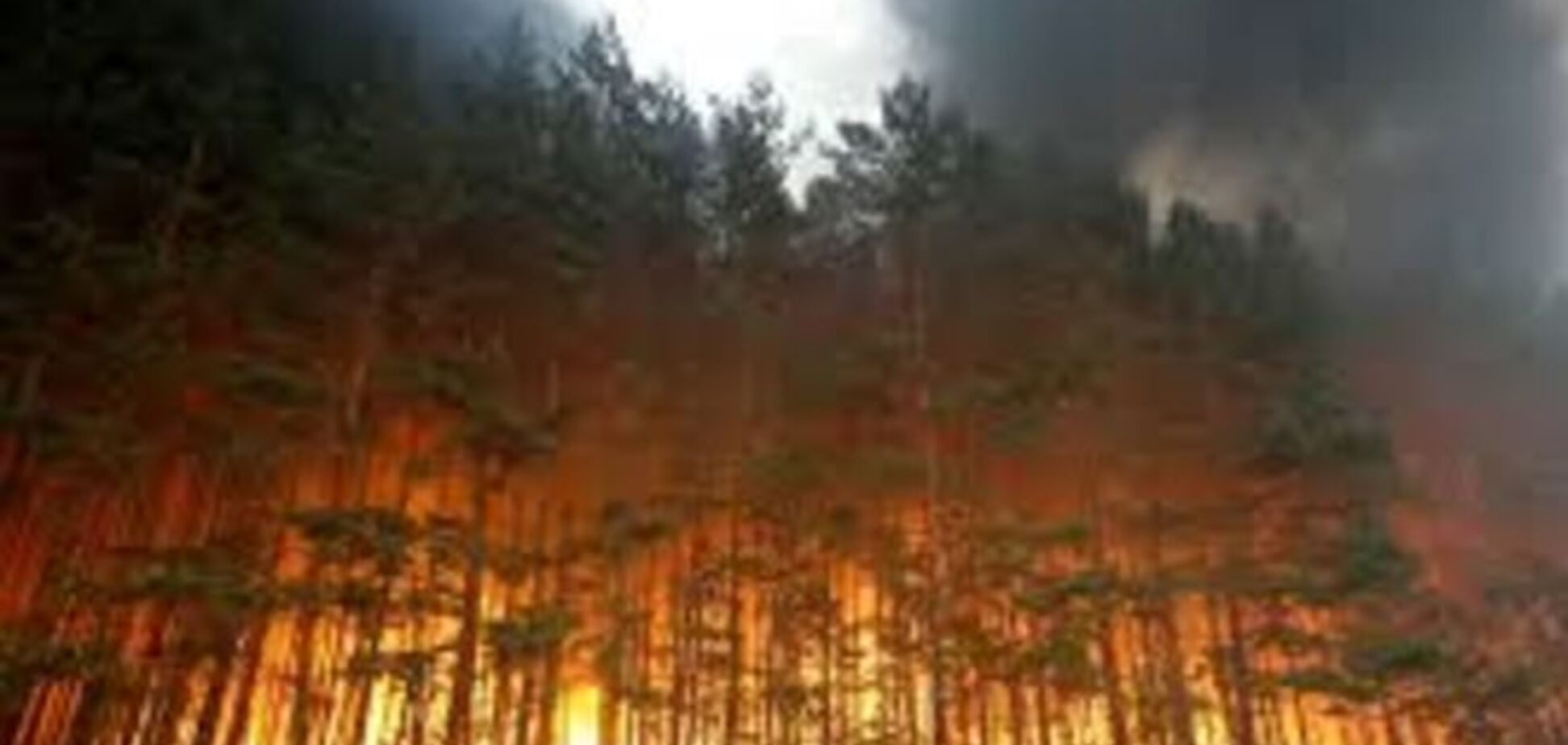 У Путина заподозрили оппозицию в организации лесных пожаров