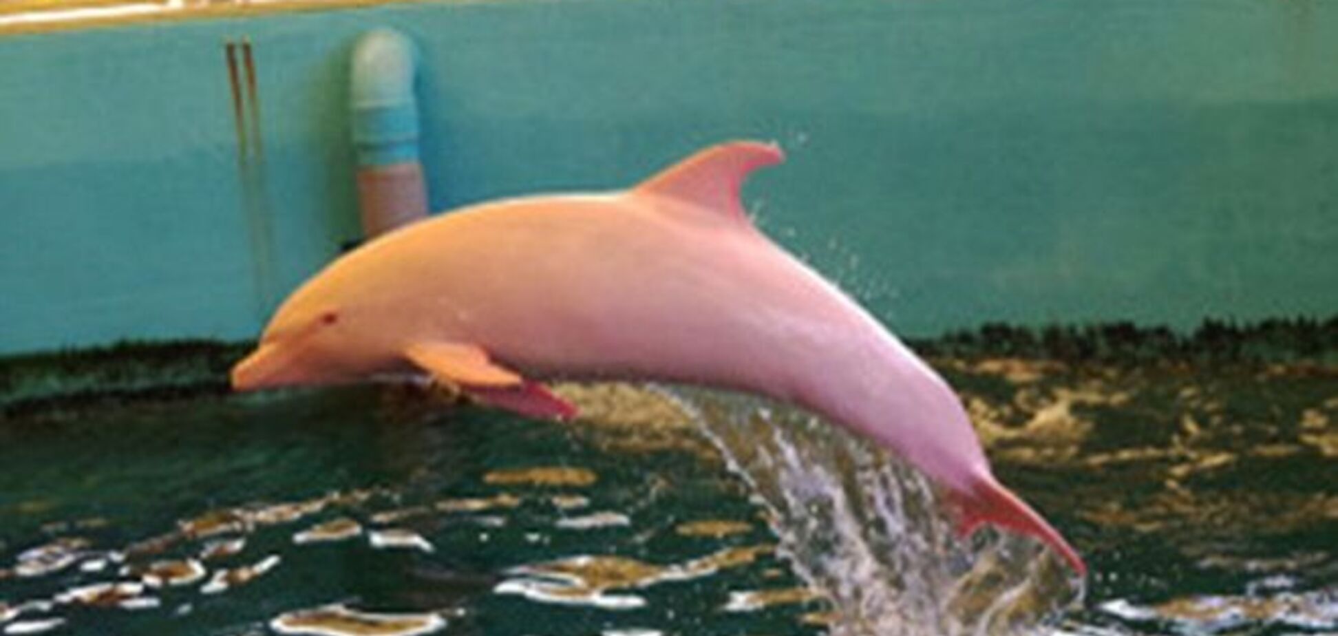 Редчайший дельфин, краснеющий от смущения, стал звездой японского музей: опубликовано видео
