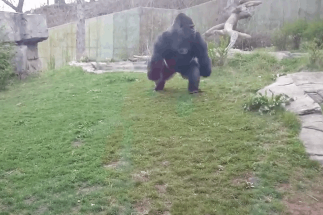 Темпераментная горилла за три дня стала звездой YouTube: видеофакт