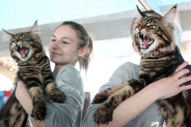 На выставке кошек в Бишкеке показали гигантских 'вопящих' мэйн-кунов: фотофакт