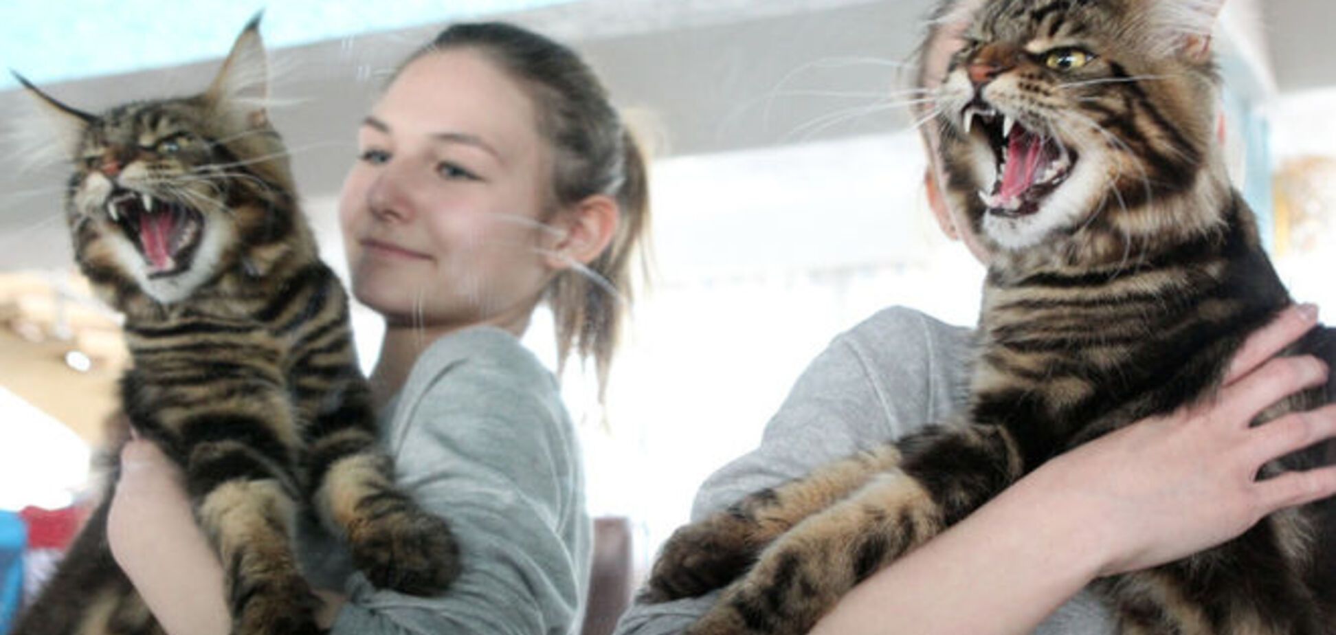 На выставке кошек в Бишкеке показали гигантских 'вопящих' мэйн-кунов: фотофакт