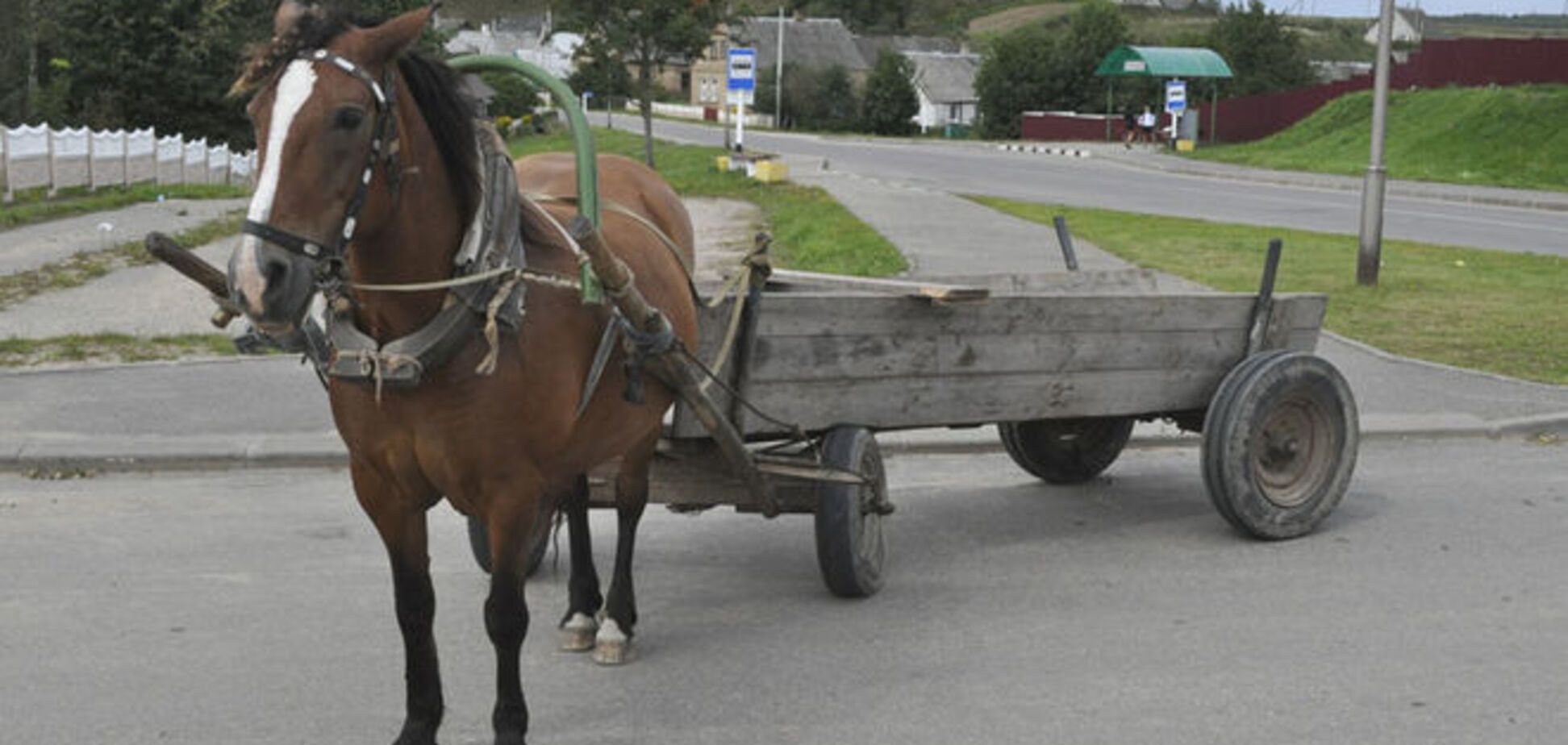 Не для слабонервных! На Львовщине изверги тянули лошадьми милиционера 13 км