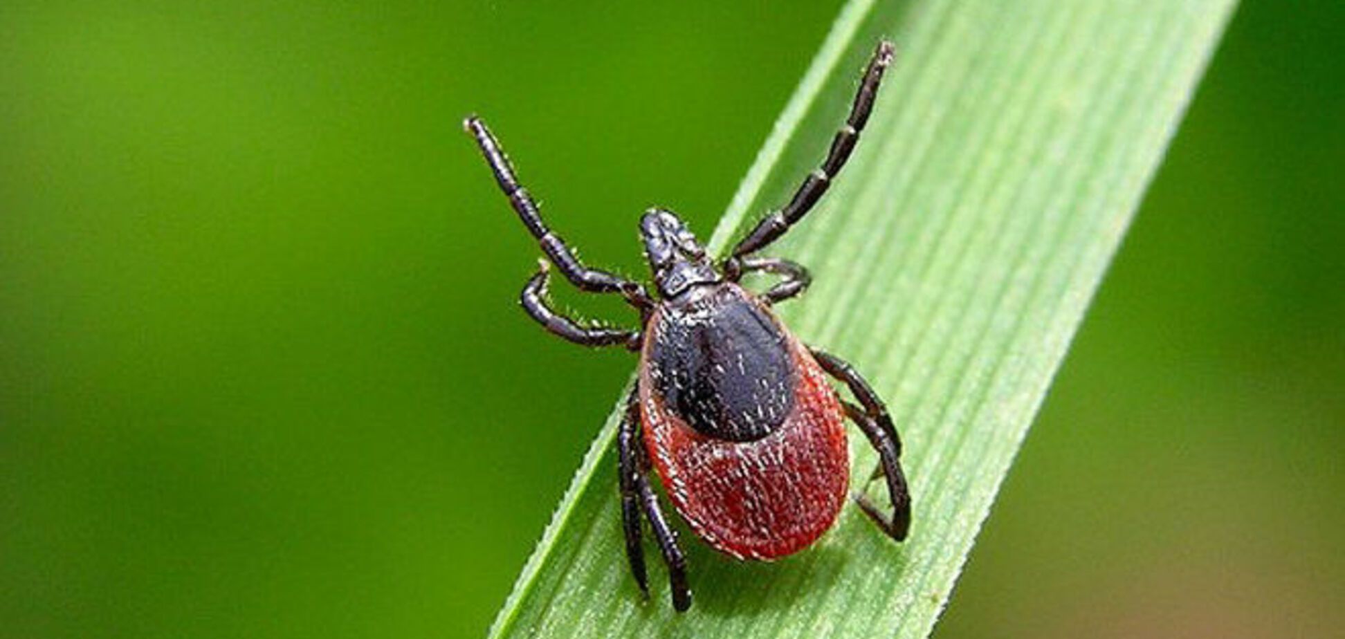 В Киеве появились первые пострадавшие от укусов клещей: как уберечься