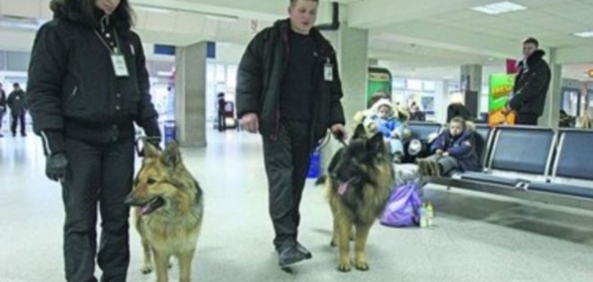 В 'Борисполе' служебные собаки учуяли в сумке пассажира… сало