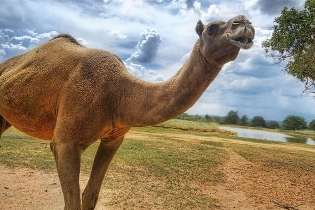 В Австрии нашли останки гибридного 'военного верблюда' 17 века