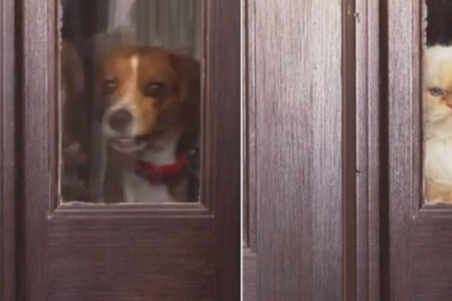 Выбираем питомца: кот и собака в 13 забавных ситуациях