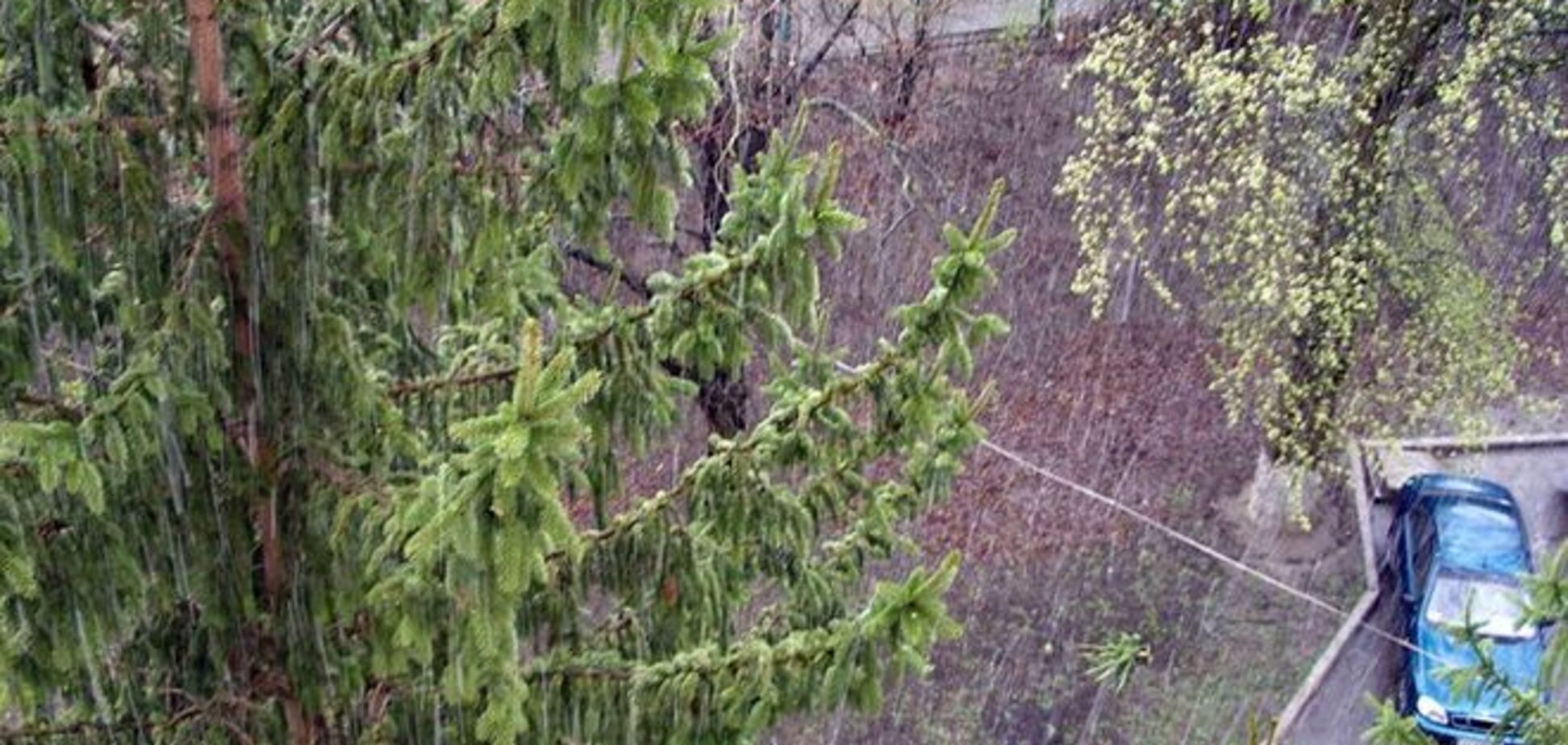 сНежный апрель: в Киеве цветущие абрикосы заметает снегом – фотофакт