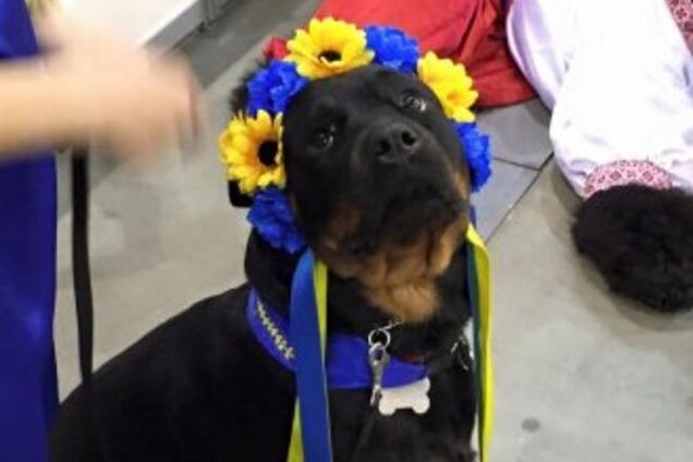 В Киеве прошел парад собак-'бандеровцев' в вышиванках и веночках: фото с выставки