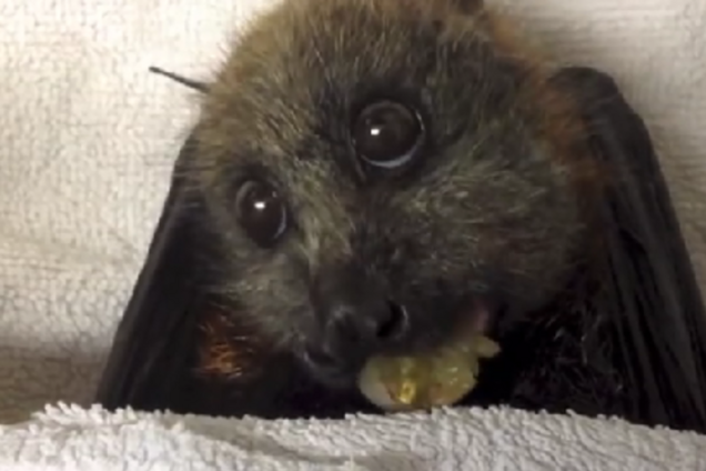 Летучая лисица, жующая виноград шокировала весь интернет: видео
