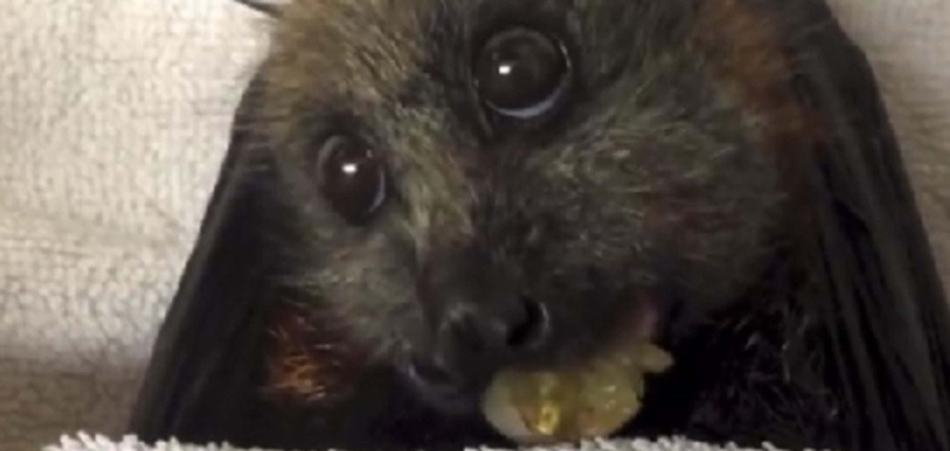 Летучая лисица, жующая виноград шокировала весь интернет: видео