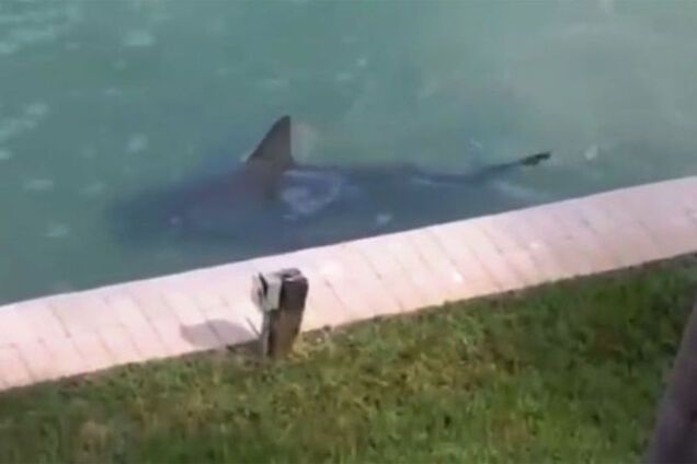 Американец обнаружил у себя во дворе живую акулу: видеофакт