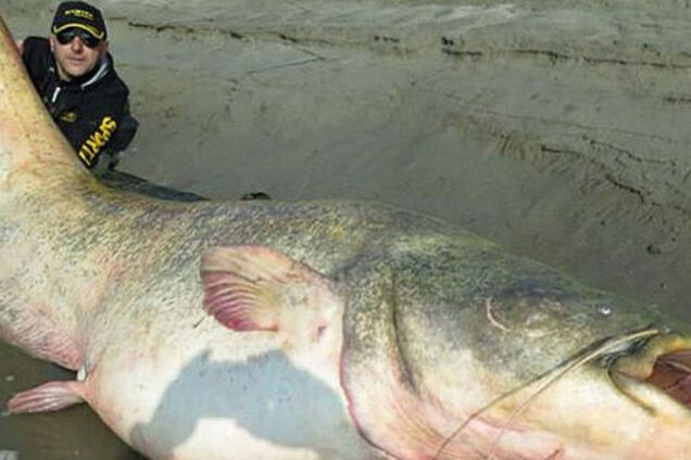 Рыбаки нашли останки офицера СС в животе столетнего сома