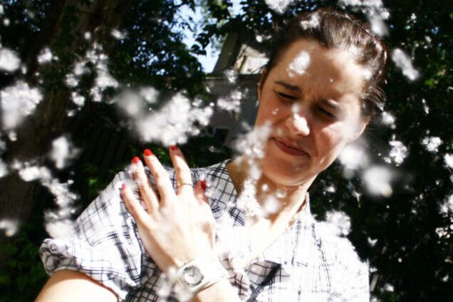 В Китае с тополиным пухом будут бороться контрацепцией