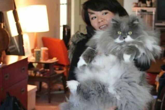 Коты-гиганты, которые сами могут гонять собак