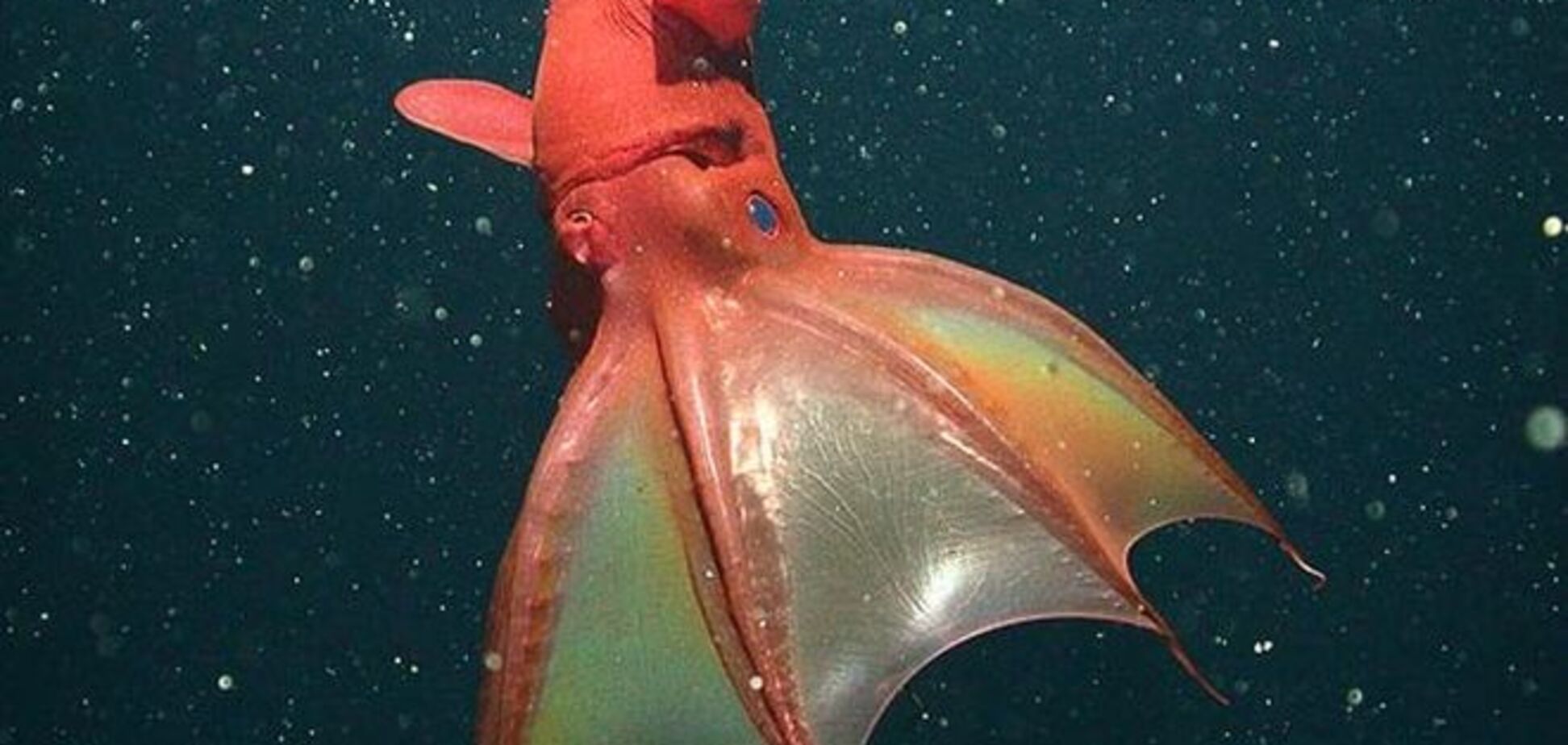 Биологи назвали адских вампиров самыми любвеобильными в море