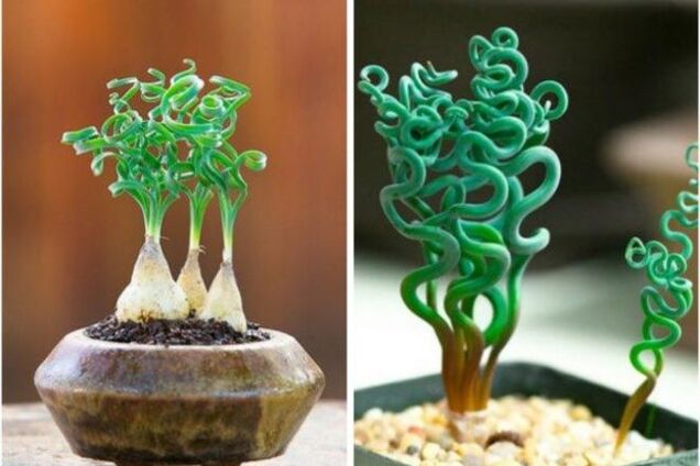 13 фантастических растений, которые можно вырастить на подоконнике