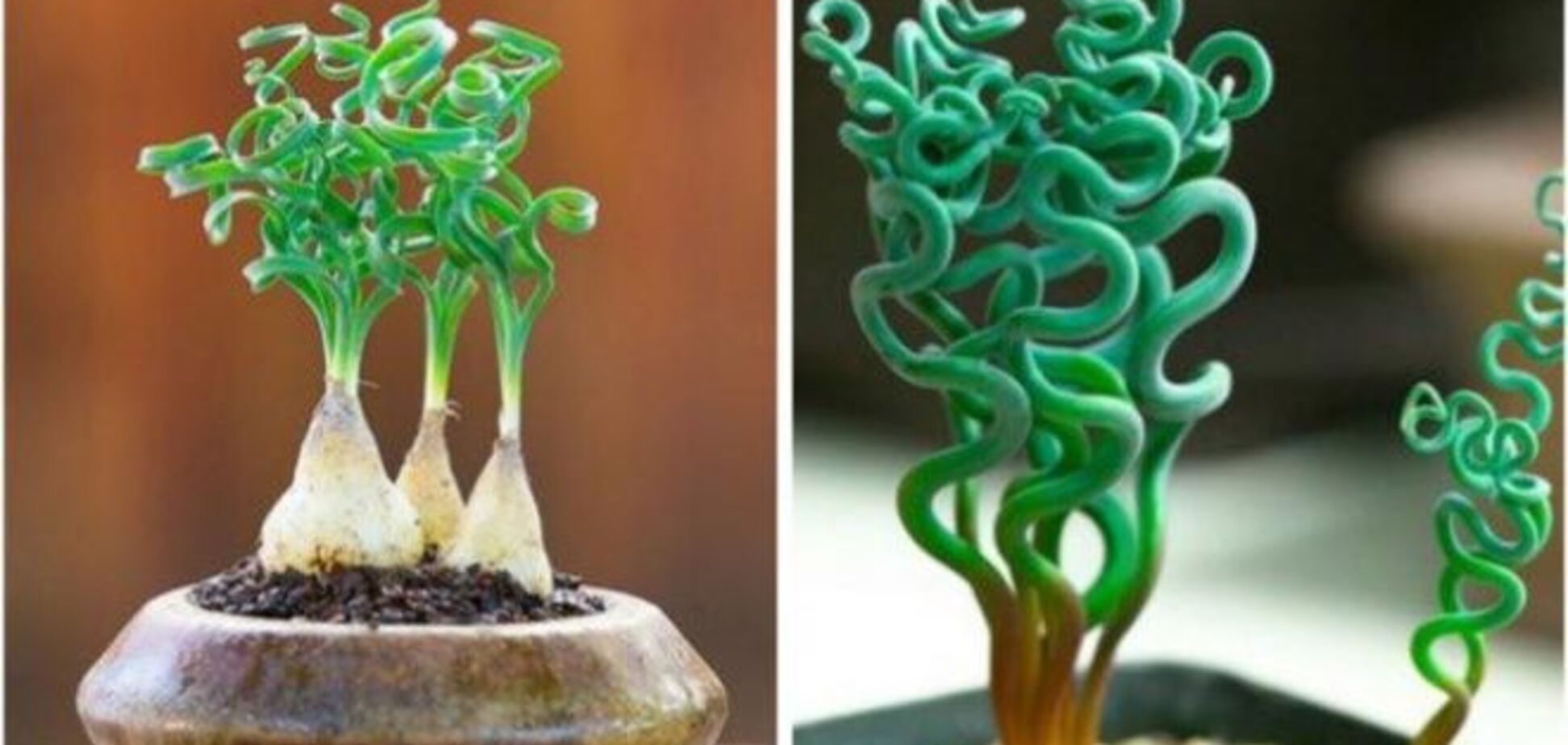 13 фантастических растений, которые можно вырастить на подоконнике