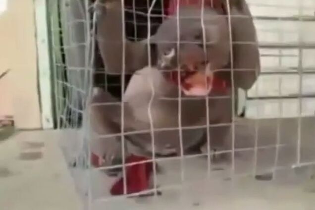 Неопознанное животное с огромными когтями поймали в Китае. Видеофакт