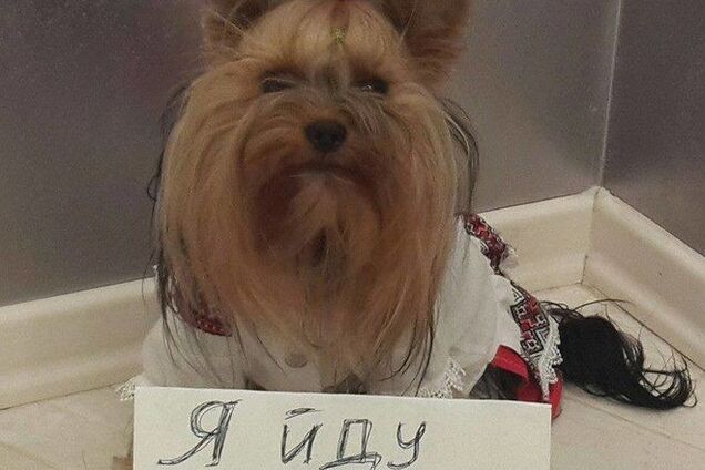 В Киеве проведут марш собак