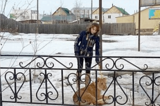 В России лев растерзал ребенка, возвращавшегося из школы: фотофакт