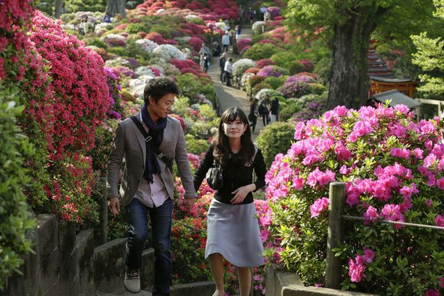 Невероятная красота: в Японии зацвели тысячи азалий