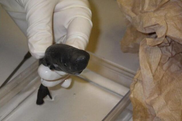 Ученые случайно поймали редчайшую в мире 'карманную' акулу: фото