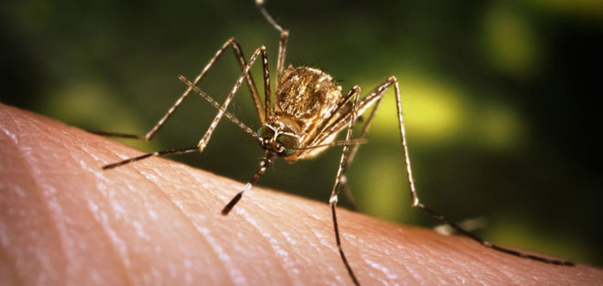 Топ 6 растений, которых боятся комары